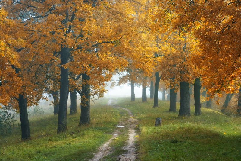 Золотая пораphoto preview