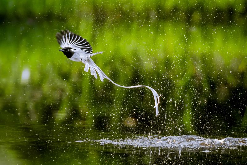 Birds Freedomphoto preview