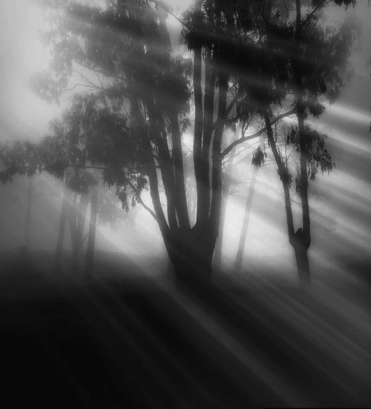 #tree #blackandwhite #fog #landscape Fogphoto preview