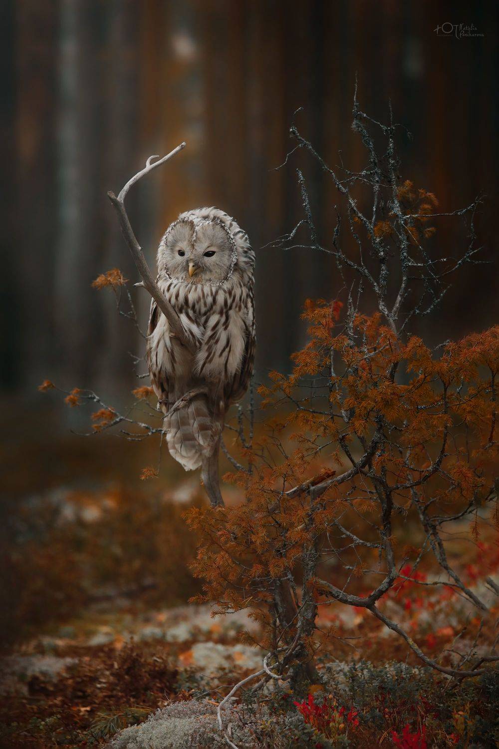 , Наталия Поникарова