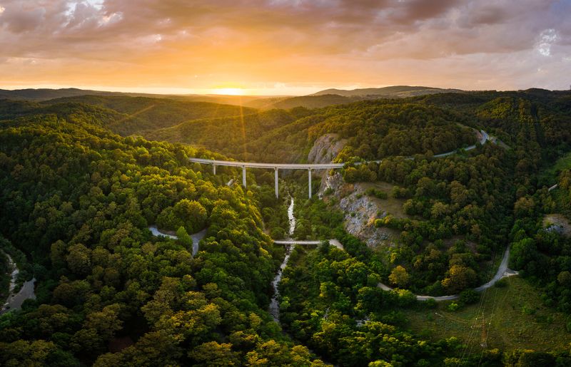 Into the magic woods Into the magic woodsphoto preview