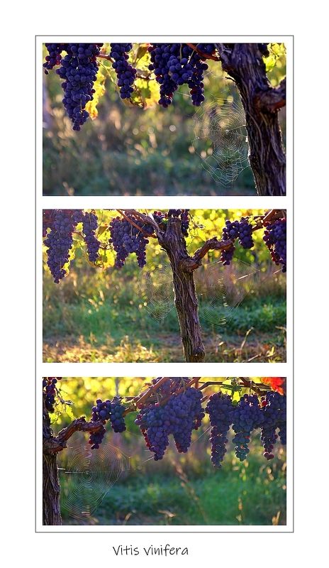 Vitis viniferaphoto preview