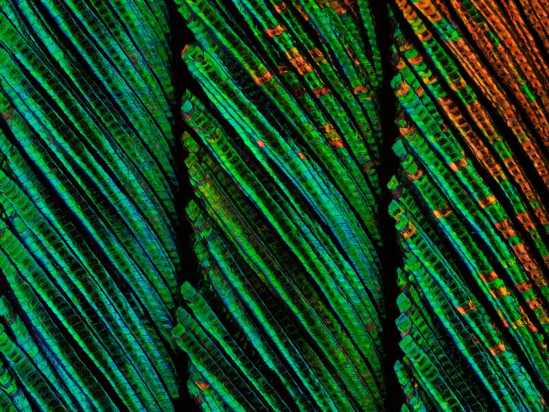 irass, waledzik, nat geo, olympus, close up, macro, extreme macro, макро Peacock Feather.photo preview