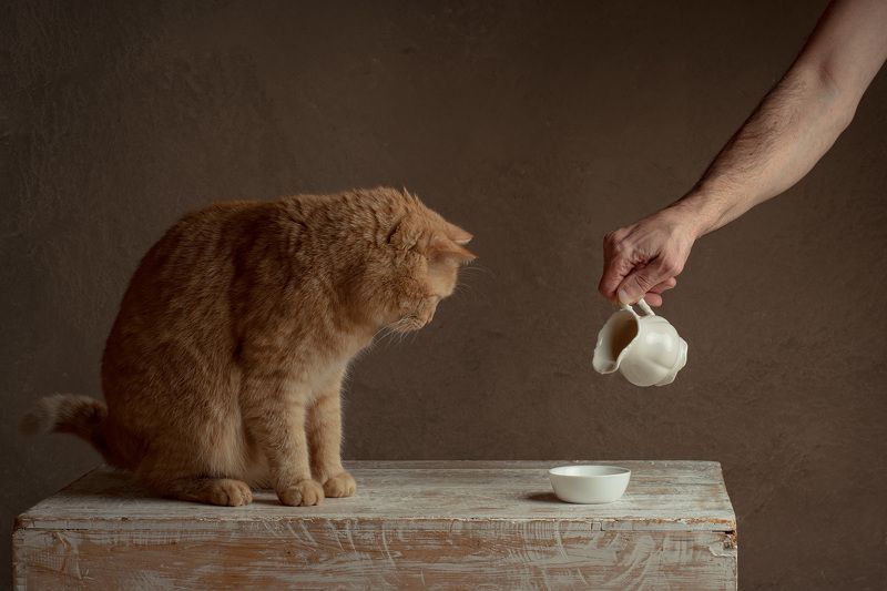 red, red-haired, cat, milk, food,  animal, pet, feline, kitten, domestic, fur, red, orange, animals, pets, mammal, kitty, cats, tabby, ginger, furry, sleep, eyes, looking, fluffy, adorable, cute, hair, whiskers cat and milkphoto preview