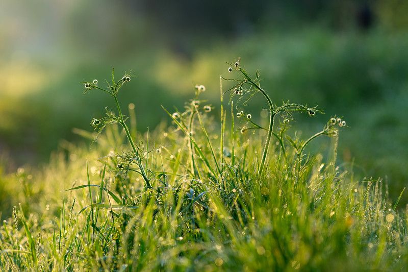 зеленое, трава, роса Трава в росеphoto preview