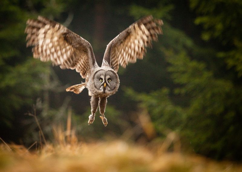 Бородатая соваphoto preview