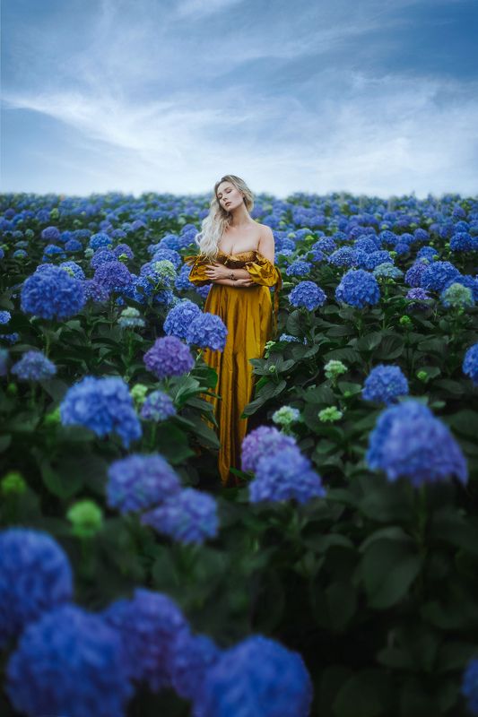 Поле Гортензийphoto preview