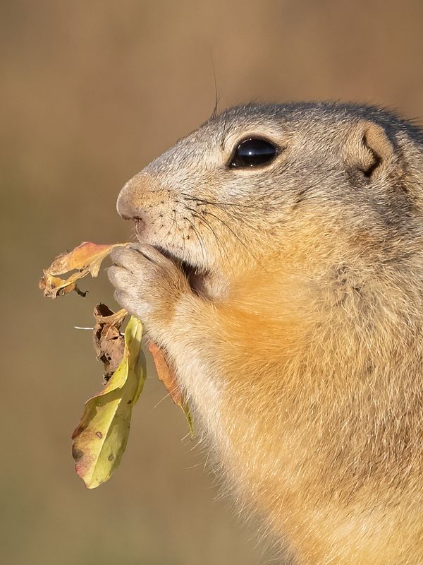 Большой суслик запасается жиром для зимней спячкиphoto preview