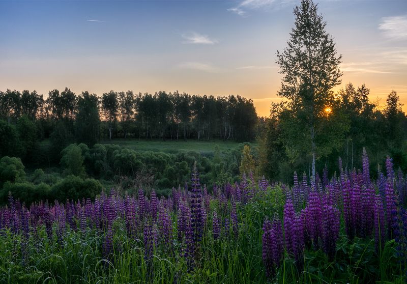 Люпиныphoto preview