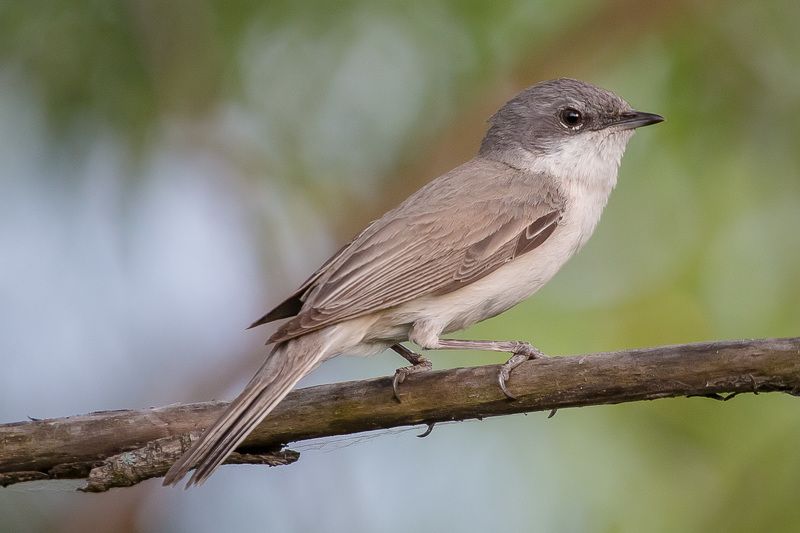 славка, мельничек, завирушка, птицы, birds, wildlife, lesser whitethroat Славка мельничекphoto preview