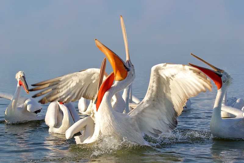 Pelican Rhapsody фото превью