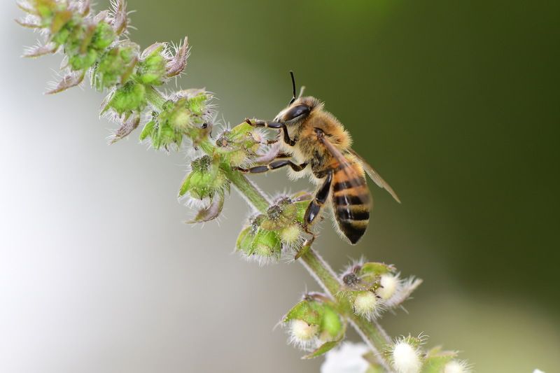 denis moura, mogi das cruzes, brasil, bee Abelhaphoto preview