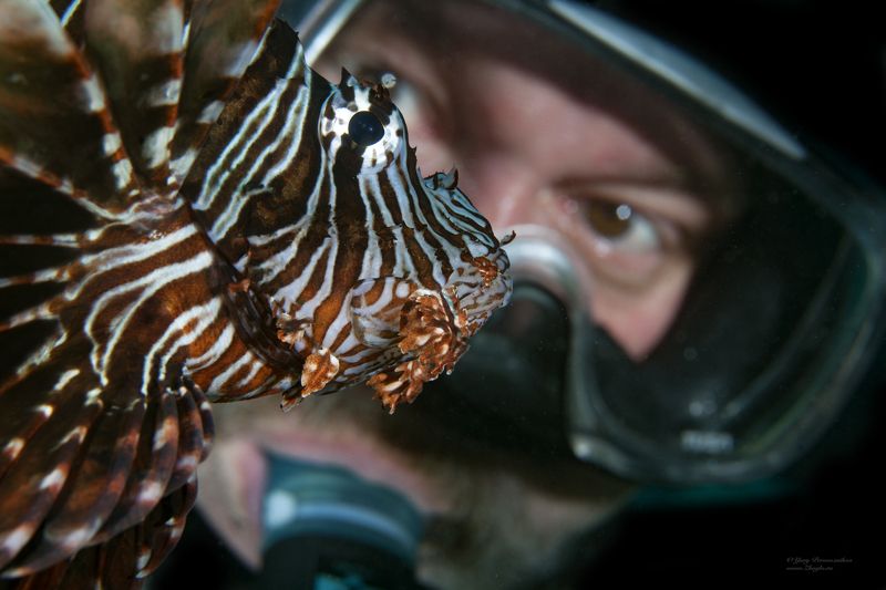 подводное фото подводный мир хургада египет жогло zhoglo красное море Глаза в Глазаphoto preview