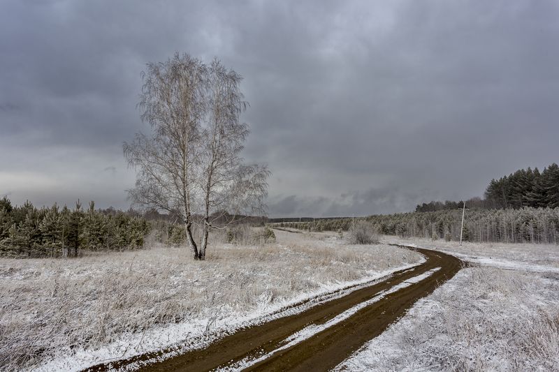 береза, снег, дорога Береза у дороги2photo preview
