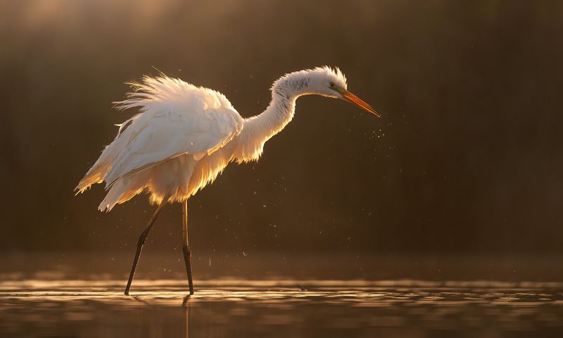 czapla białaphoto preview