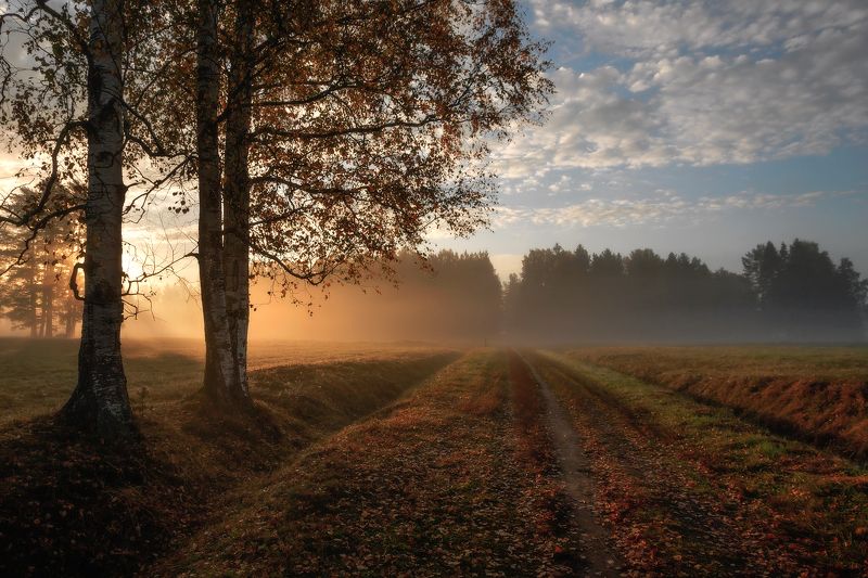 павловскийпарк, павловск, павловский, пейзад, рассвет, туман Рассветы осени...photo preview