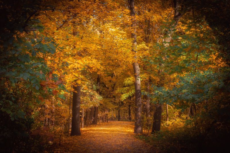 осень., вднх. Осень. Москва. ВДНХ.photo preview