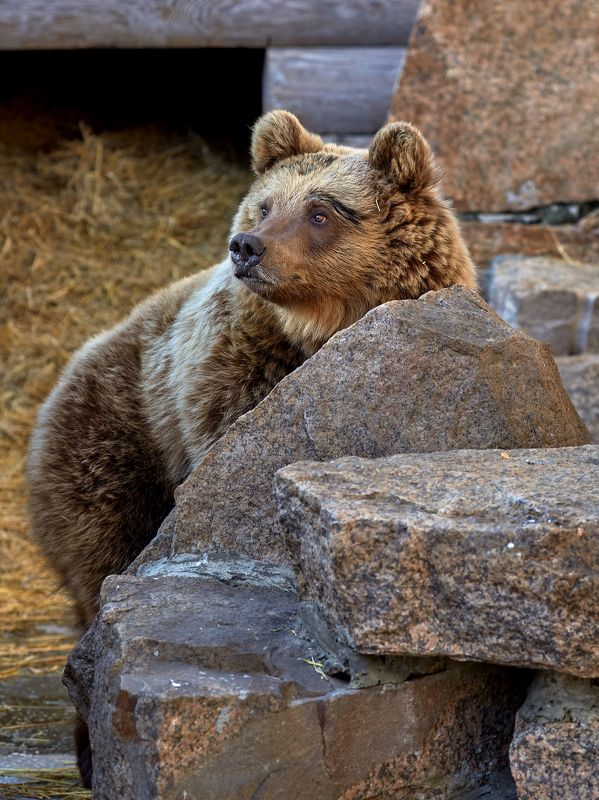 Маленькая медведицаphoto preview