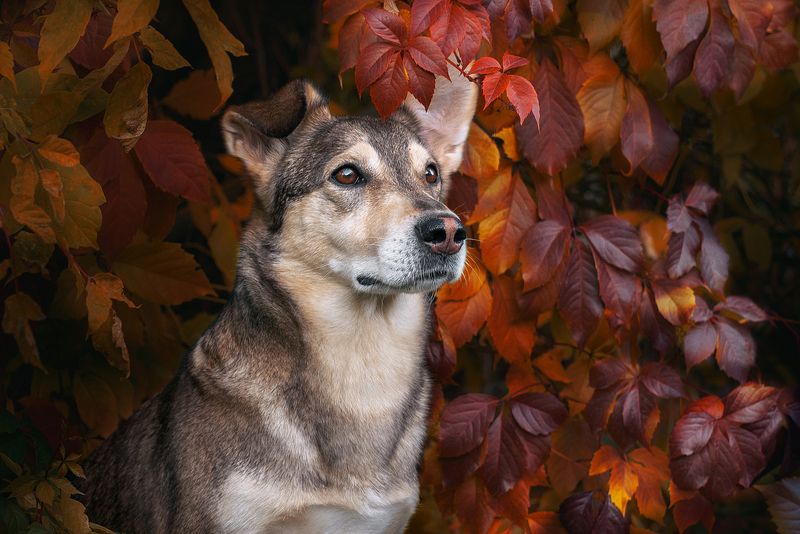 собака, животное Уокерphoto preview