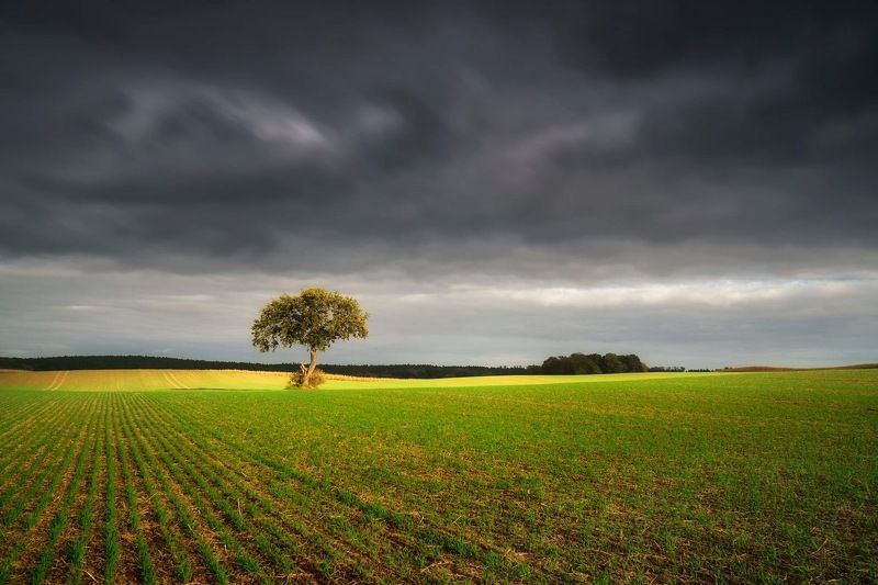autumn, oak, field, cloud, sun, green, tree, one, september Oakphoto preview