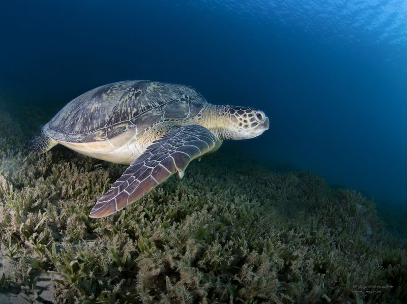 подводное фото подводный мир хургада египет жогло zhoglo красное море Где ключик золотойphoto preview