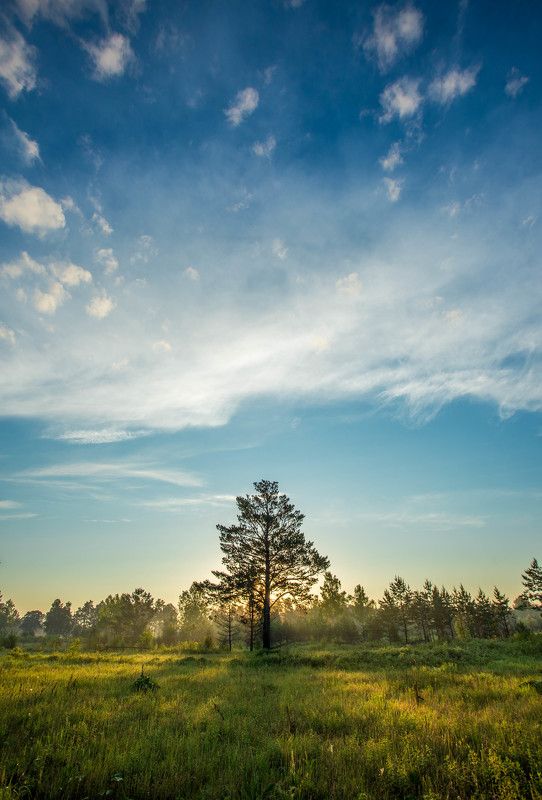 сосна, рассвет, облака, зеленое, голубое Сосна на рассветеphoto preview