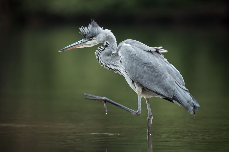 серая цапля, ardea cinerea, grey heron, птицы подмосковья, одинцовский городской округ Панки, хой!photo preview
