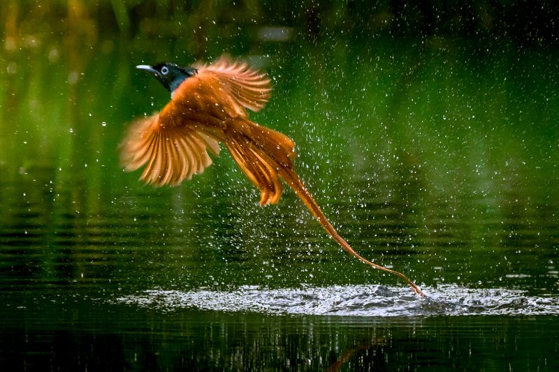 Birds Take-Offphoto preview