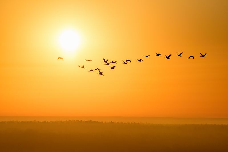 журавли, птицы, фотоохота, природа, дикая природа, перелетные птицы, серый журавль, река, рассвет, десна Рассвет над Десной фото превью