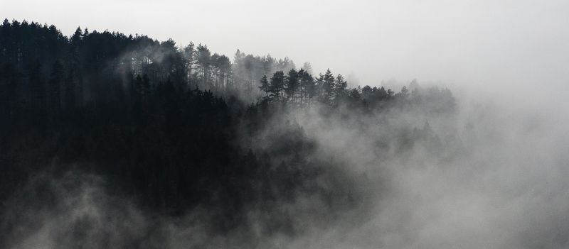 twin, peaks, woods, forest, myst  Lynchian Woodsphoto preview