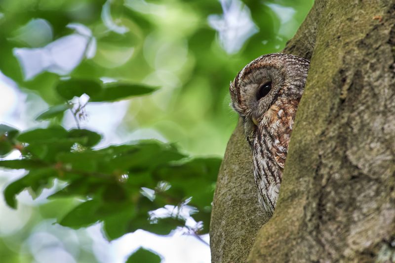 nature, wildlife, birds, owls ***photo preview