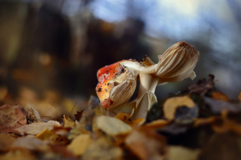 осень, лес, гриб, мухомор, октябрь Про грибыphoto preview