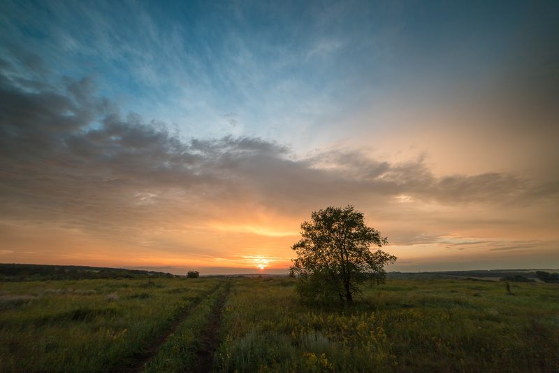 пейзаж, лето, июнь, степь, закат, подмареник, galium verum RGB фото превью