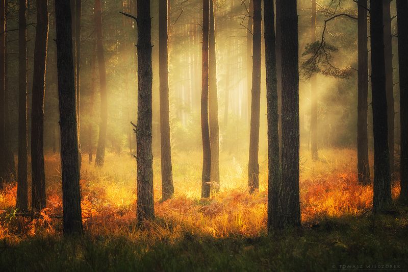 landscape, poland, light, autumn, awesome, amazing, sunrise, sunset, lovely, nature, travel, forest, trees, orange, shadows The lightphoto preview