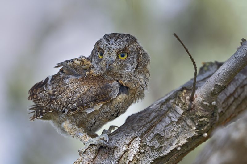 #сова#птицы#сплюшка#дикая природа Сова сплюшкаphoto preview