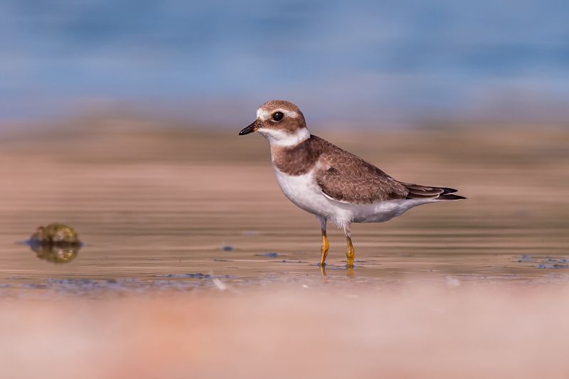 Bulky courier (juv.)photo preview