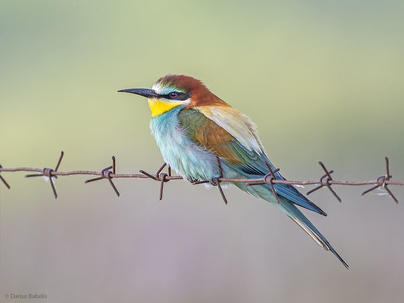 Золотистая щуркаphoto preview