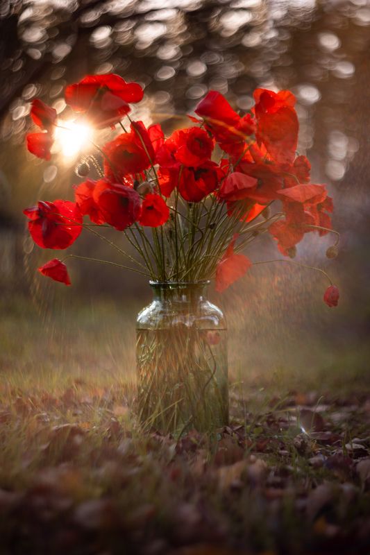 В лучах заходящего октябрьского солнцаphoto preview