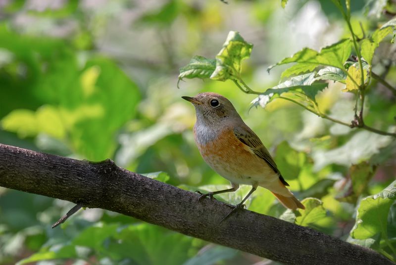 птица, горихвостка, слёток, горихвостка (слёток)photo preview