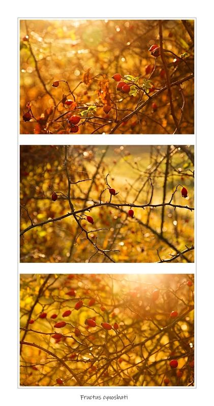 Fructus cynosbatiphoto preview