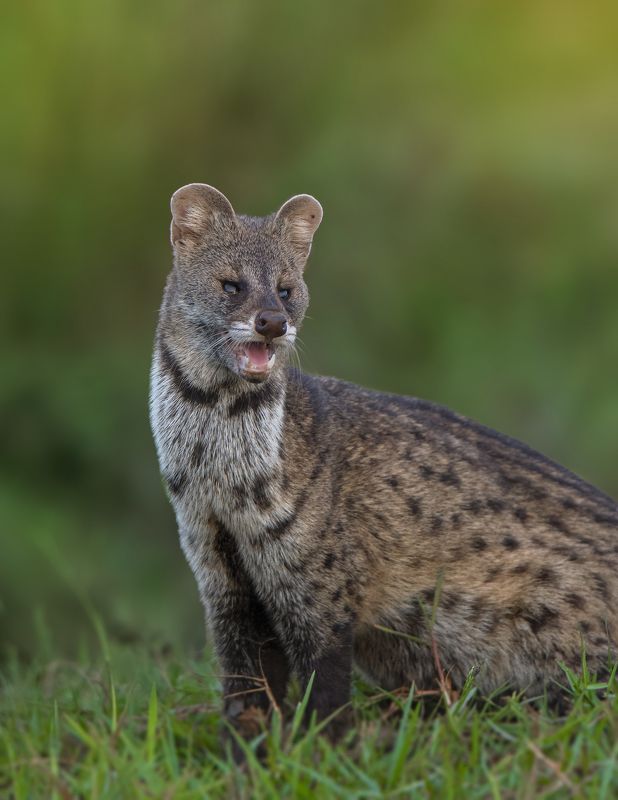 Portfoliophoto preview