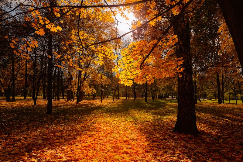 Осень в парке фото превью