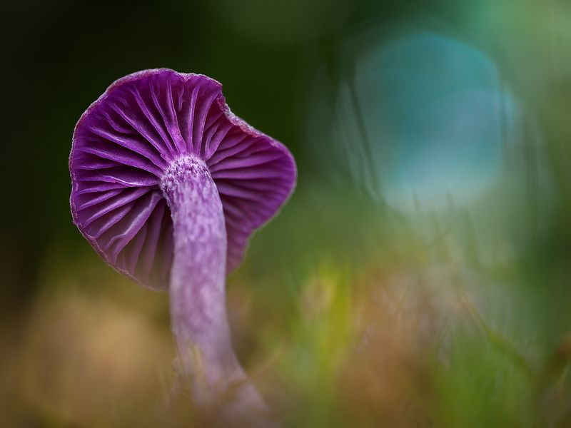 irass, waledzik, nat geo, olympus, close up, macro, extreme macro, макро Laccaria amethystina.photo preview