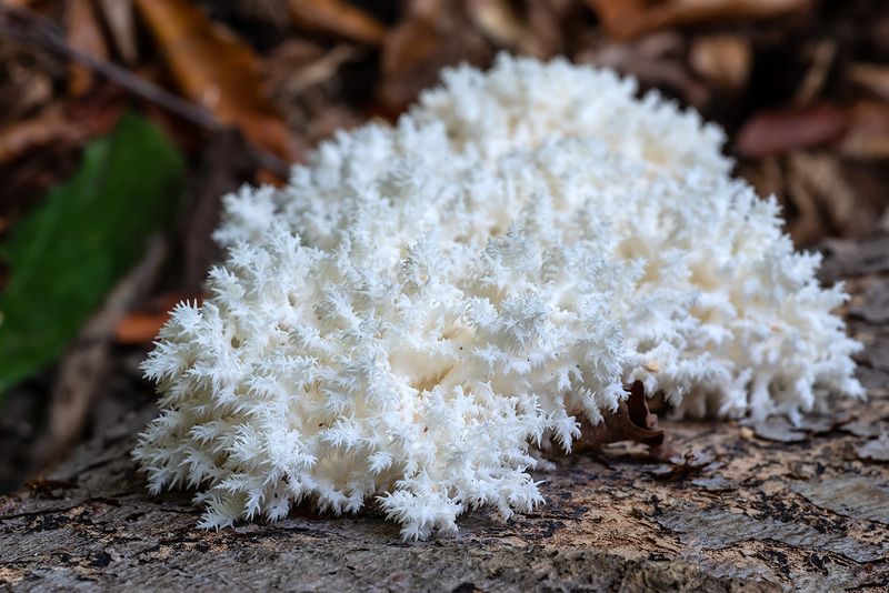 Ежикphoto preview