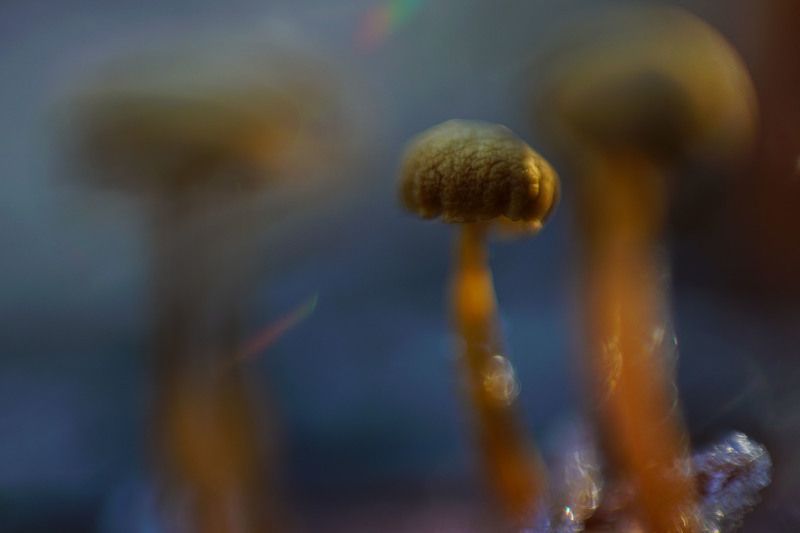 макро живопись гриб поганка  photo preview