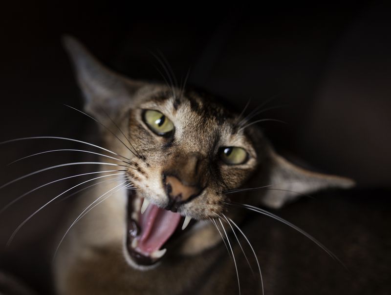 cat, animal, pet, feline, kitten, domestic, fur, red, orange, animals, pets, mammal, kitty, cats, tabby, ginger, furry, sleep, eyes, looking, fluffy, adorable, cute, hair, whiskers like a tigerphoto preview