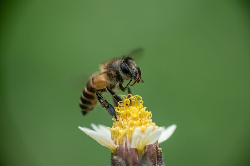 Bee Touching Its Facephoto preview