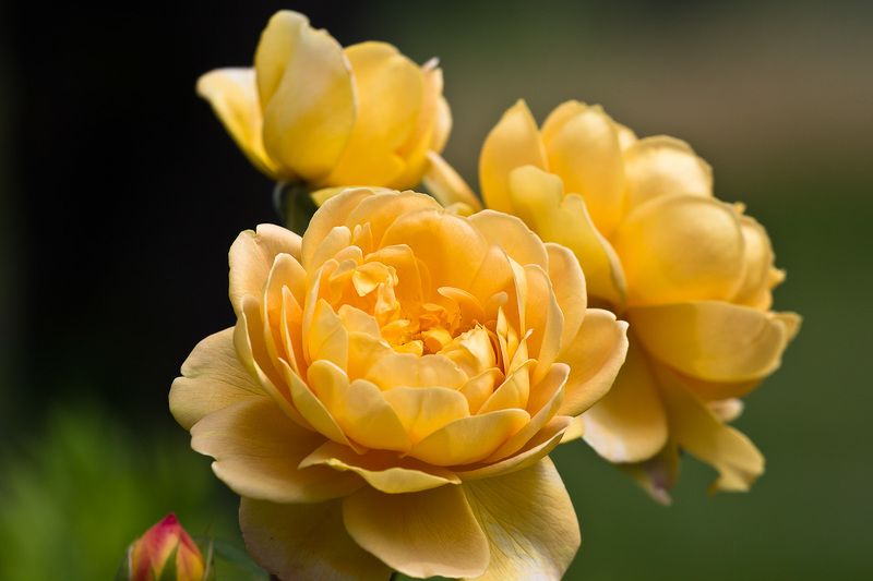 flowers, garden, golden celebration, rose, цветы, садовые, роза Golden Celebration® (AUSgold)photo preview