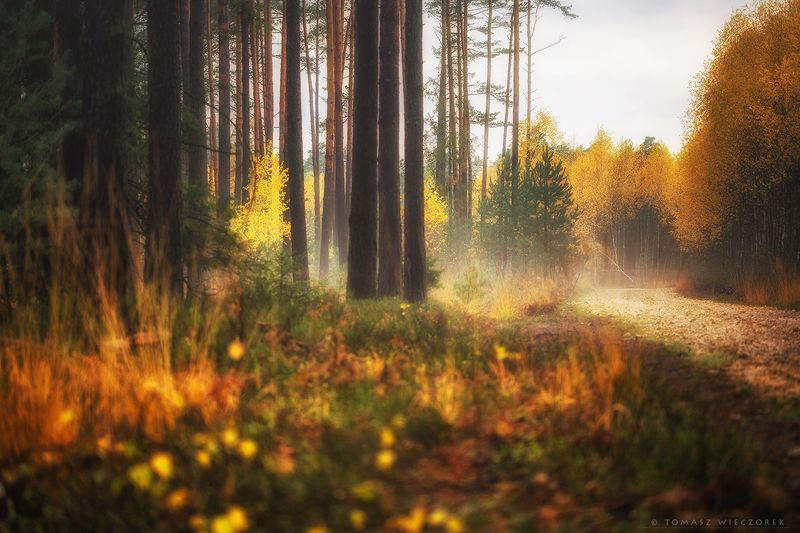 landscape, poland, light, autumn, awesome, amazing, sunrise, sunset, lovely, nature, travel, forest, trees, orange, road, colors Along the trackphoto preview