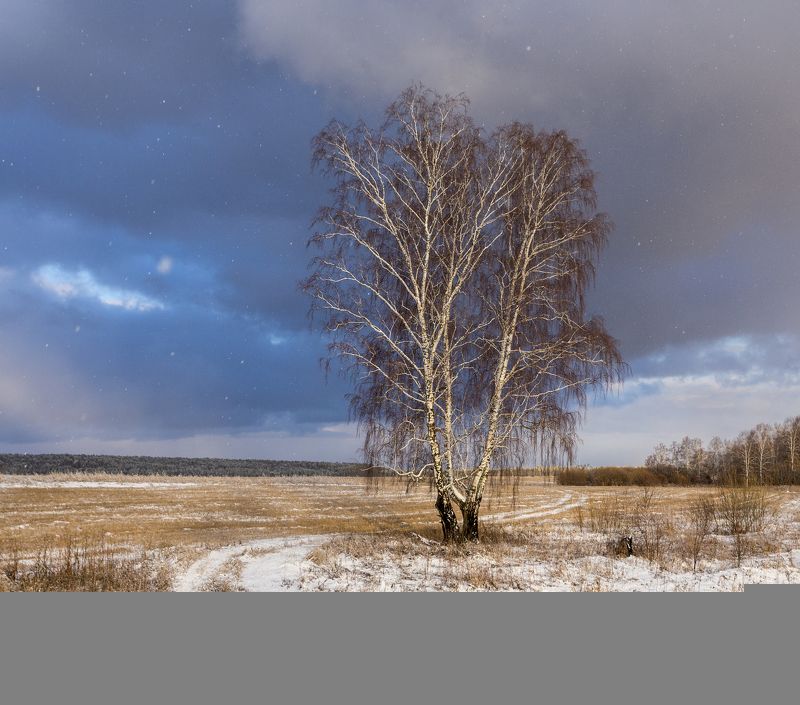 береза, дорога, снег, небо  Березаphoto preview